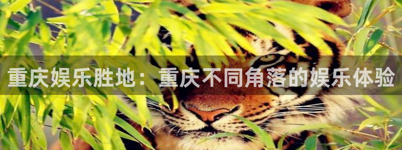 赢咖1平台网址